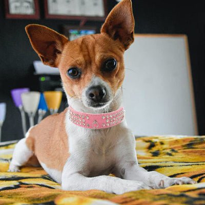 Collier cuir chien diamant rose chihuahua
