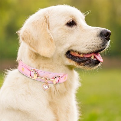 collier en cuir pour chien rose sur labrador