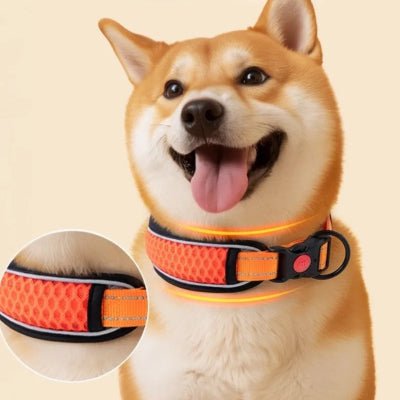 collier pour chien reflechissant couleurs variante orange