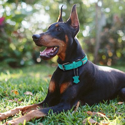 collier chien cuir rembourrer doberman bleu