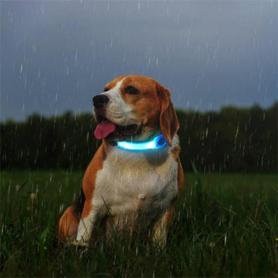 collier chien lumineux bande lumineuse bleu avec beagle