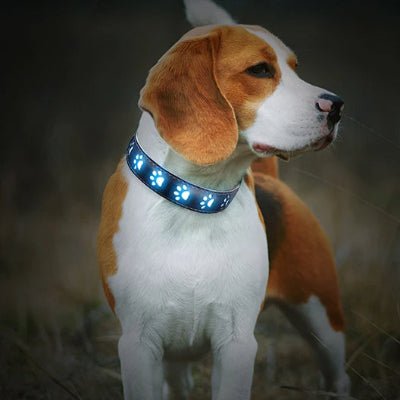 collier lumineux chien 7 modes bleu beagle