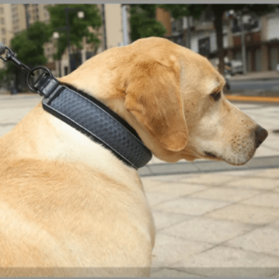 collier pour chien reflechissant gris variante