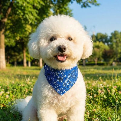 Colliers pour chien bleu variante