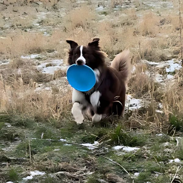 Frisbee pour Chien - FlyDog™ - Bleu - Chien à l'honneur