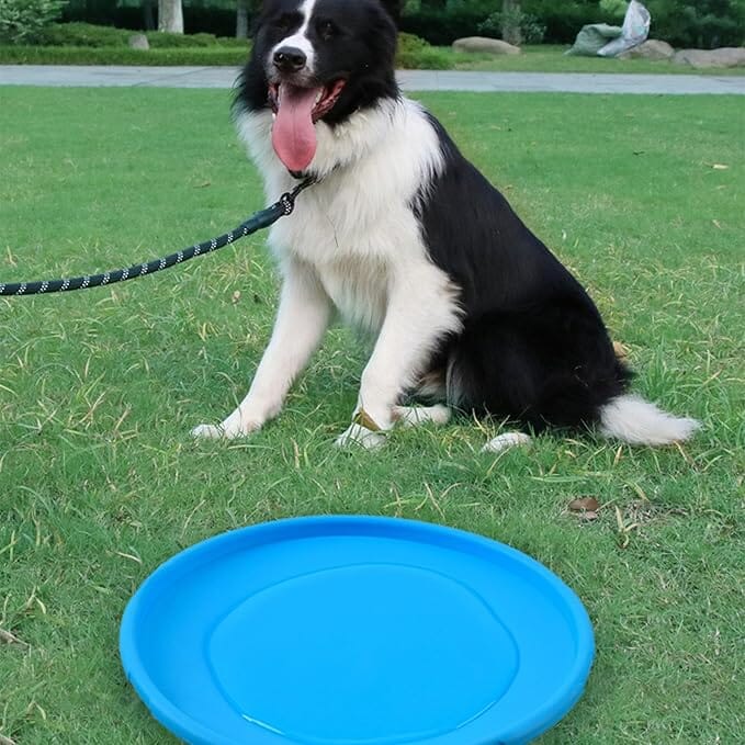 Frisbee pour Chien - FlyDog™ - Bleu - Chien à l'honneur