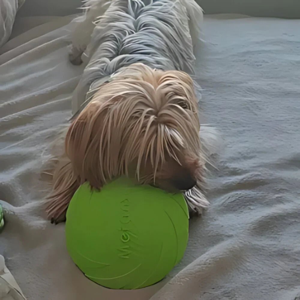 Frisbee pour Chien - FlyDog™ - Vert - Chien à l'honneur