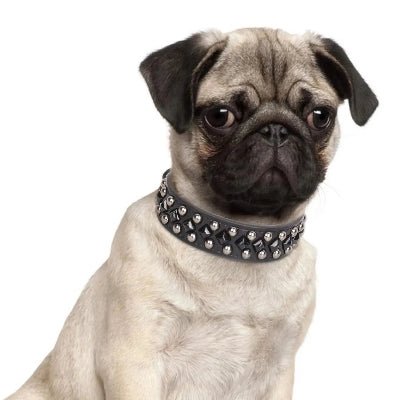 Collier chien cuir rivet argent carlin
