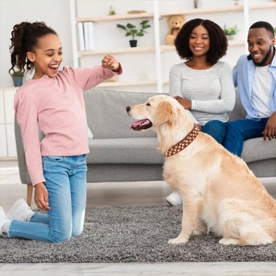 Collier chien cuir  rivet golden avec sa famille