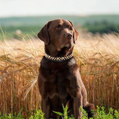 Collier chien cuir  rivet labrador variante noir