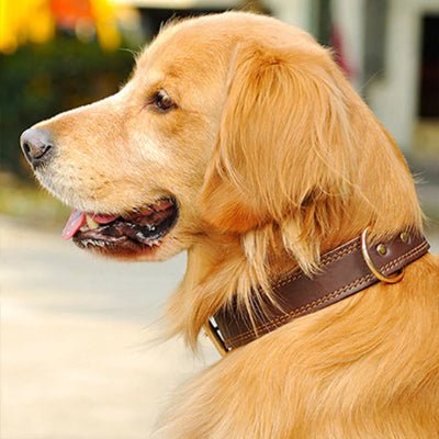 Collier chien cuir veritable brun avec golden