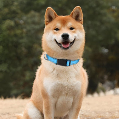 Collier chien reflechissant akita bleu pale