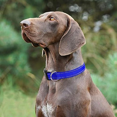 Collier chien reflechissant labrador bleu
