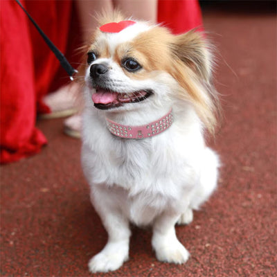 Collier cuir chien diamant rose pekinois