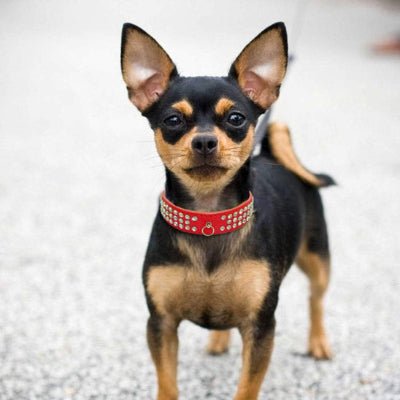 Collier cuir chien diamant rouge chihuahua