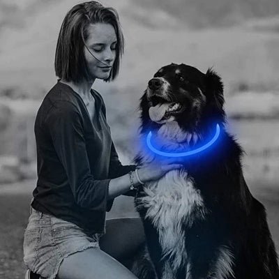 Collier lumineux pour chien LED bleu bouvier