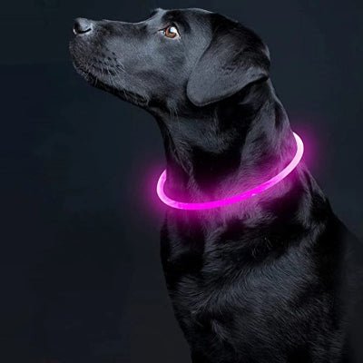 Collier lumineux pour chien LED rose labrador