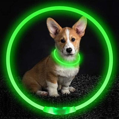Collier lumineux pour chien LED vert bebe corgi
