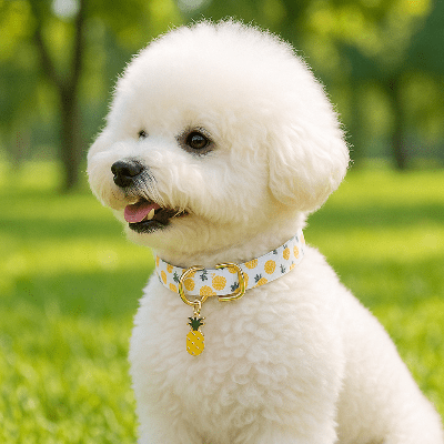 Collier pour chien fruits bichon avec les ananas