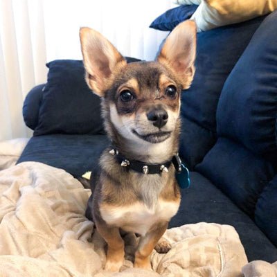 Collier pour chien spike noir sur chihuahua