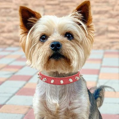 Collier pour chien spike rouge sur yorshire