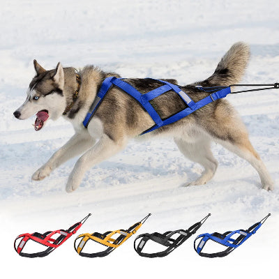 Harnais canicross husky en traction
