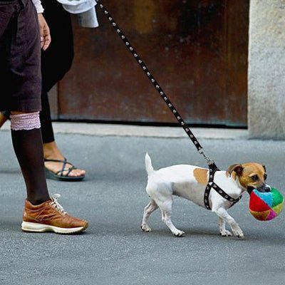 Harnais chien leger noir