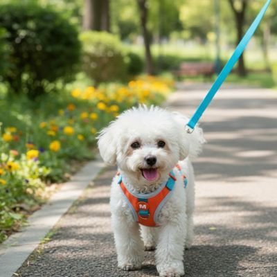 Harnais chiot en promenade
