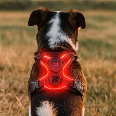 Harnais lumineux chien rouge