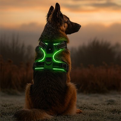 Harnais lumineux chien vert berger