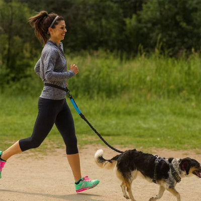 Laisse chien main libre jogging