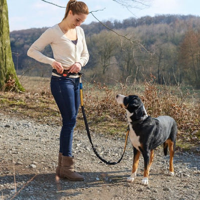 Laisse chien main libre polyvalent