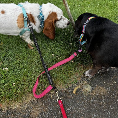 Laisse double pour chien Bungee 2 differentes couleurs