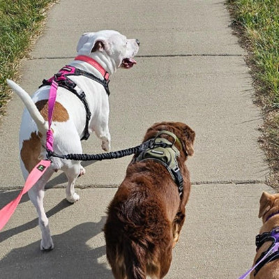 Laisse double pour chien Bungee 2 gros chiens tailles 