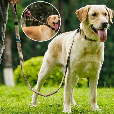 Laisse pour chien elastique fiche