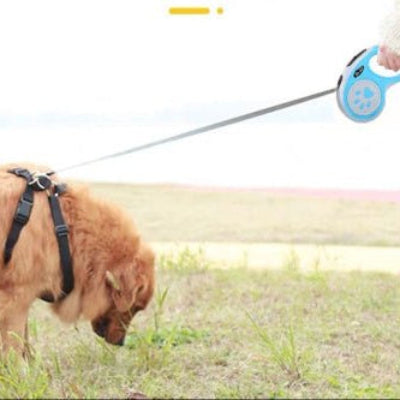 Laisse pour chien retractable en ballade