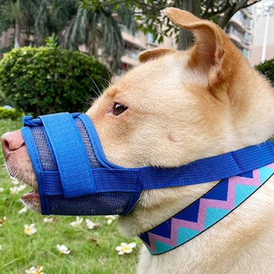 Museliere chien bleu variante