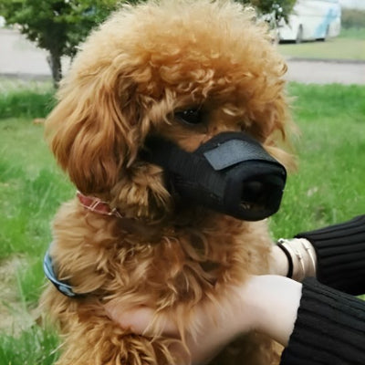 Museliere chien noir caniche