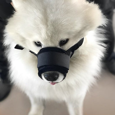 Museliere chien noir samoyede