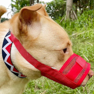 Museliere chien rouge variante