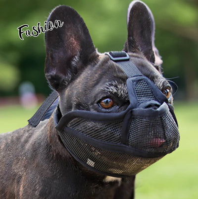 Museliere pour chien bulldog