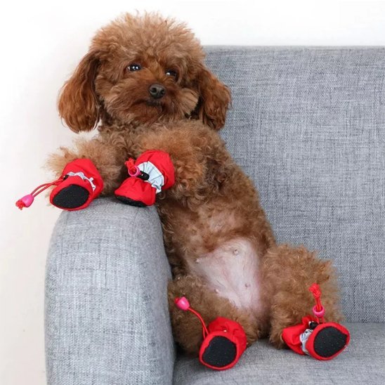 Bottes chien​ rouge sur caniche