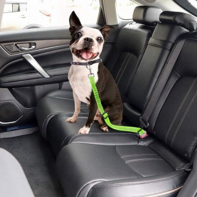 ceinture chien voiture boston