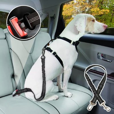 Ceinture chien voiture confortable fiche