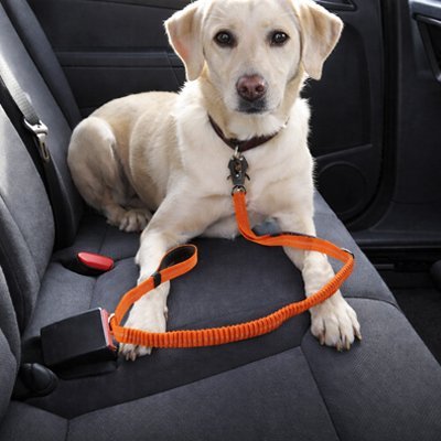 Ceinture de sécurité pour chien labrador