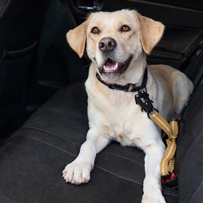 Ceinture de sécurité pour chien securitaire