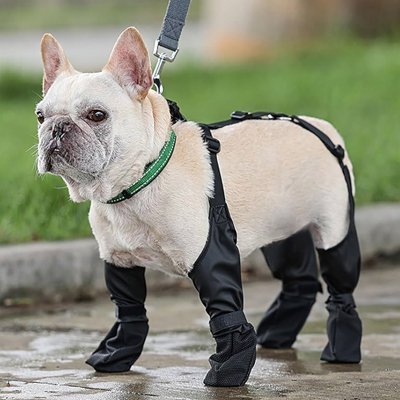 Chaussures chien variante