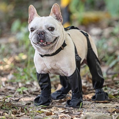 Chaussures chien noir