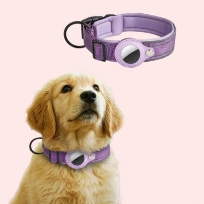 collier anti-fugue chien airtag mauve sur un chien