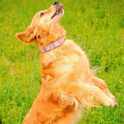 collier chien cuir moelleux golden heureux